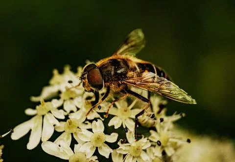 Close-up view of a bee collecting nectar from white flowers in a garden setting Stock Photos
