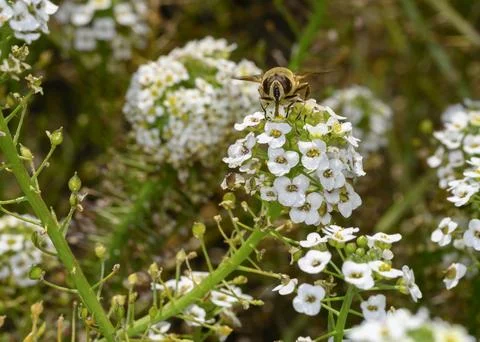 Close up view of a bee collecting nectar on white Sweet Alyssum flowers Stock Photos