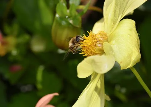 Close up view of a bee collecting nectar on a yellow dahlia flower Stock Photos