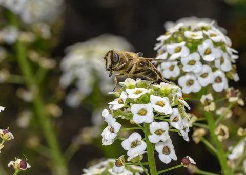 Close up view of a bee collecting nectar on white Sweet Alyssum flowers Stock Photos