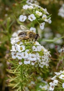 Close up view of a bee collecting nectar on white Sweet Alyssum flowers Foto stock