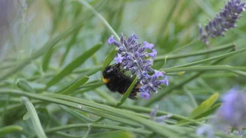 A close up view of a bee collecting pollen from a flower. Stock Footage 118298150