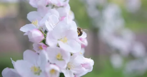 Close up view of bee collects nectar and pollen on a white-pink blossoming tree Stock Footage 130918394