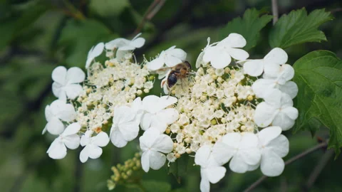 Close-up view of a bee that collects nectar and pollen on white-yellow flowering Stock Footage 131566585