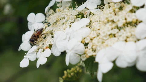 Close-up view of a bee that collects nectar and pollen on white-yellow flowering Stock Footage 132171069
