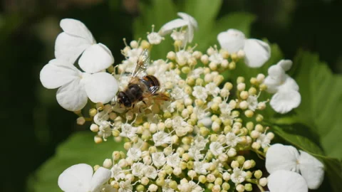 Close-up view of a bee that collects nectar and pollen on white-yellow flowering Stock Footage 132339292