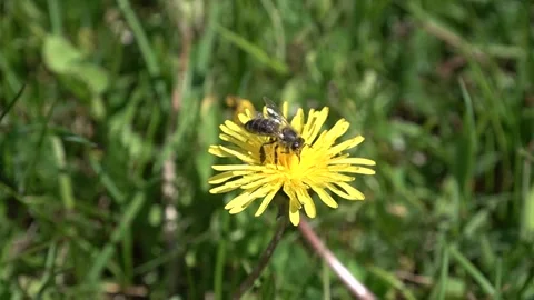Close up view to the bee collects pollen from yellow dandelion at summer day Stock Footage 134567968