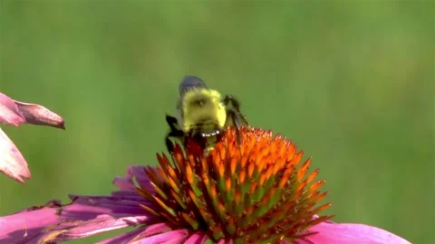 Close-up view of a bee on an Echinacea Purpurea flower. Stock Footage 145921074