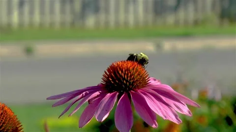 Close-up view of a bee on an Echinacea Purpurea flower. Stock Footage 146105253