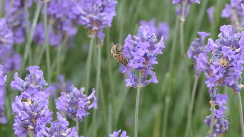 A close up view of a bee on a flower. Stock Footage 111133082