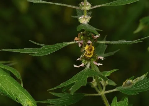 A close-up view of the bee on the forest flower on dark green leaves Stock Photos