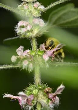 A close-up view of the bee on the forest flower on dark green leaves Stock Photos