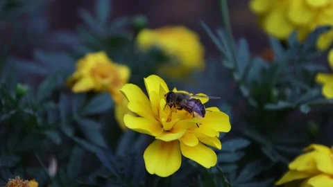 Close-up view of a bee gathering nectar from a vibrant yellow flower Stock Footage 274144683