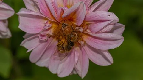Close-up view of a bee gracefully perched on pink dahlia Foto stock