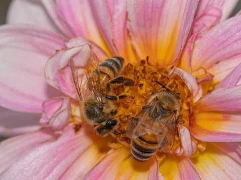 Close-up view of a bee gracefully perched on pink dahlia Foto stock