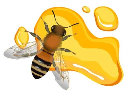 Close up view of the bee on honey drop Stock Illustration