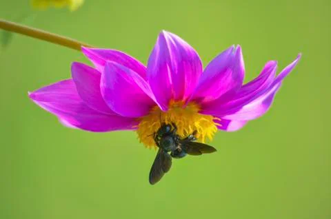 Close up view of bee on inverted  yellow flower bed centre Stock Photos