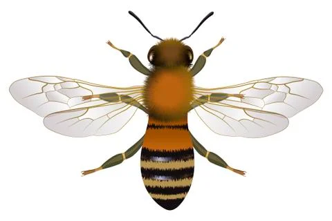 Close up view of the bee with open wings Illustrazione stock