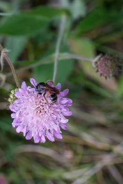 Close-up view of a bee pollinating a purple flower in a vibrant meadow duri.. Stock Photos
