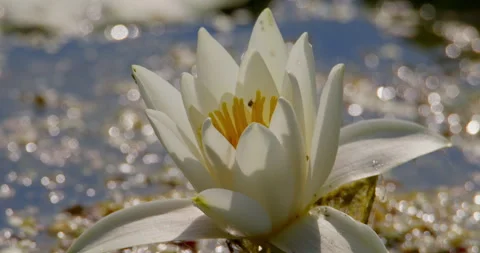 Close up view of a bee pollinating a white water lily flower Stock Footage 262539252