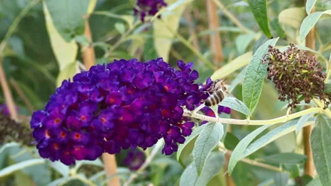 Close-up view of a bee roaming on a beautiful purple lilac flower Stock Footage 256216028