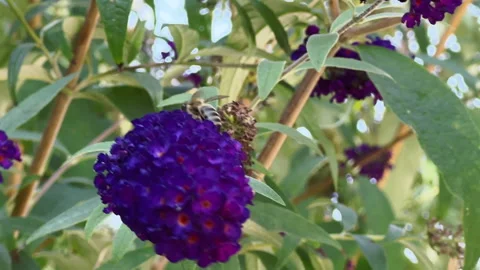 Close-up view of a bee roaming on a beautiful purple lilac flower Stock Footage 256216258
