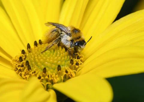 Close-up view of a bee sitting on a chamomile flower Stock Photos