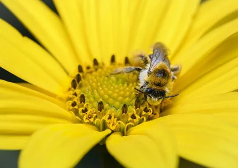 Close-up view of a bee sitting on a chamomile flower Stock Photos