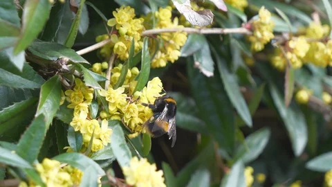 A close-up view of a  bee on a small flower on a bush. Stock Footage 104832114
