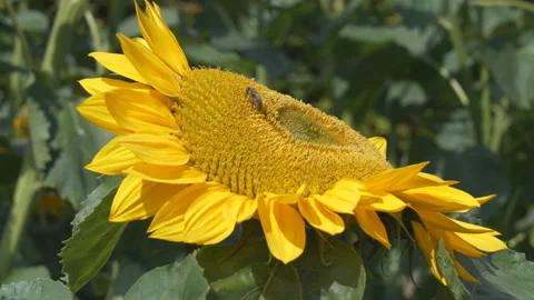 A close up view of a bee on a sunflower. Stock Footage 151208226