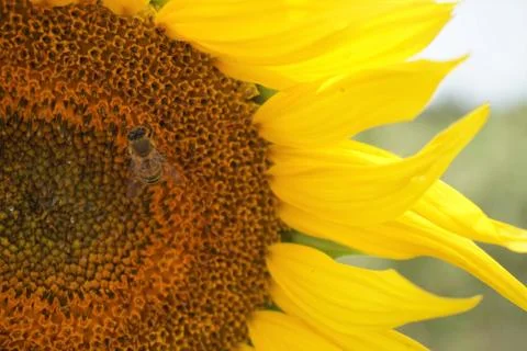Close-up view of bee on sunflower. Stock Photos