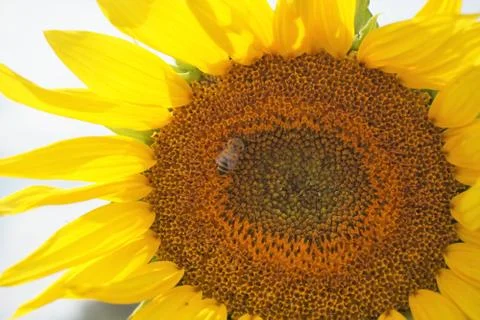 Close-up view of bee on sunflower. Stock Photos