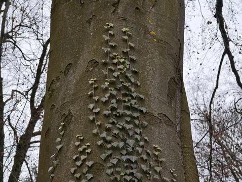 Close view of beech bark with moss and fungi. Vertical fungi column on smoo.. Фото