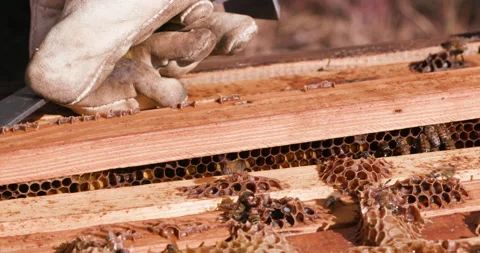 Close-up view of a Beekeeper removing a frame from a brood chamber in an African Stock Footage 132708621
