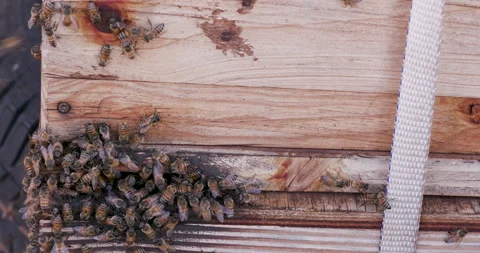 Close-up view of a Beekeeper smoking a hive of African honey bees to extract Stock Footage 132699961