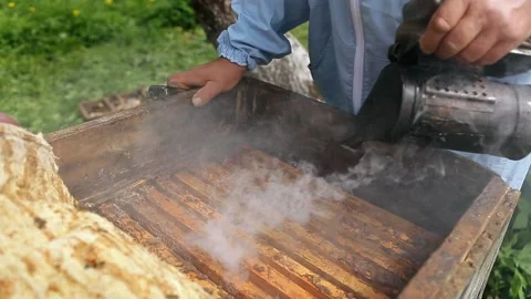 Close-up view of beekeeper using a smoker to calm down the bees. Beekeeper 's Stock Footage 130193163