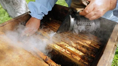 Close-up view of beekeeper using a smoker to calm down the bees. Beekeeper 's 스톡 동영상 131763953