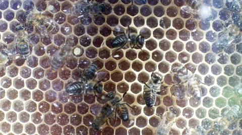 Close-up view of bees in beehive Stock Footage 65637396