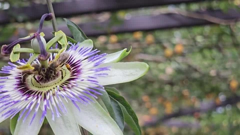 Close up view of bees collecting nectar  Stock Footage 296840994