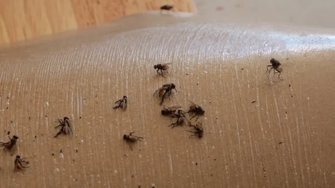 Close up view of bees collecting nectar on honeycomb in natural environment Vídeos de archivo 344826733