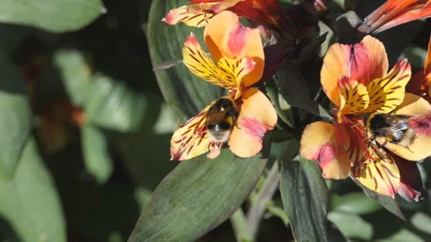 A close up view of bees on the flowers. Stock Footage 110627316