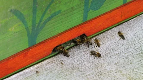 Close view of a bees Stock Footage 260382220