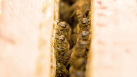 Close-up view of bees in a hive during the summer season Stock Footage 303982536