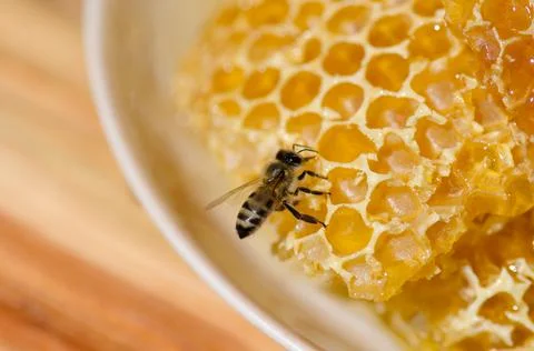 Close up view of  bees on honeycomb. Bee sitting on honeycomb Stock Photos