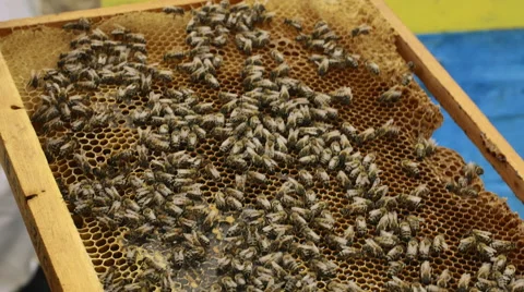 Close-up view of bees on honeycomb 스톡 동영상 68302862