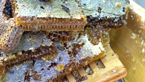 Close-up view of bees on honeycomb Vidéo 83032945