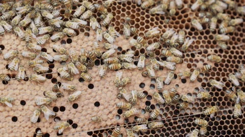 Close-up View of Bees on a Honeycomb Stock Footage 328525809