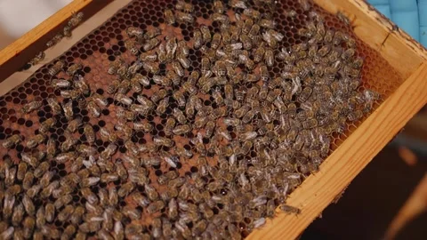 Close-Up View of Bees on a Honeycomb Frame in an Active Beehive Apiary Video stock 329164223