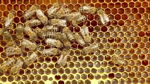 Close-up view of bees on honeycomb slow motion Stock Footage 97833622
