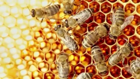 Close-up view of bees on honeycomb slow motion Stock Footage 97833627